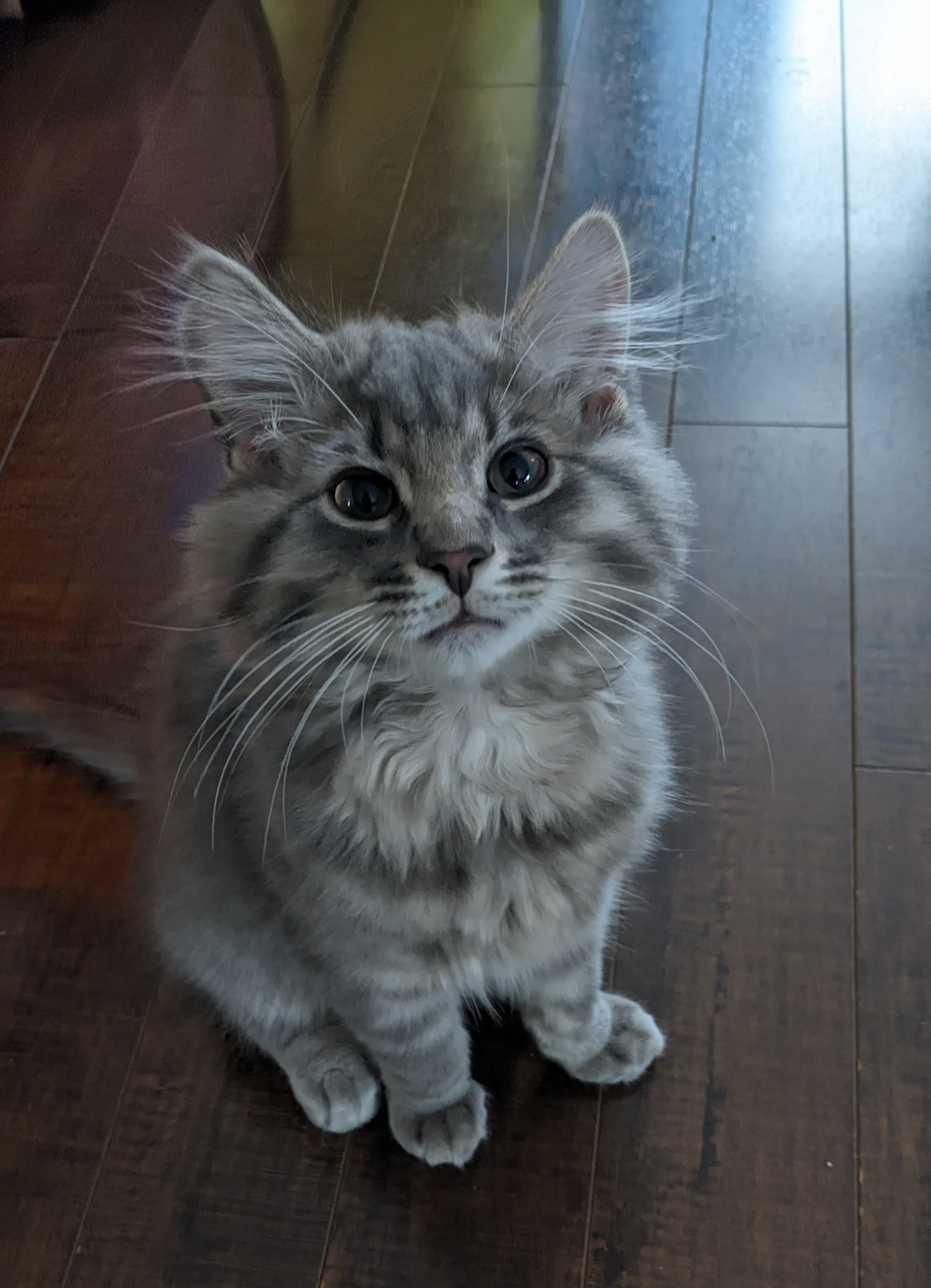 Bean the Cat